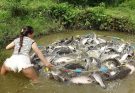 Full Video: Fishing Skills During The Flood Season, Pulling Casting Nets Catching Lots of Fish
